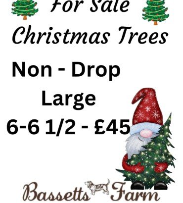 Christmas Tree - 6ft - 6ft1/2