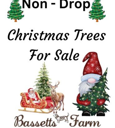 3ft-4ft Christmas Tree